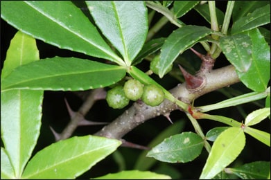 Tumbru, Zanthoxylum armatum