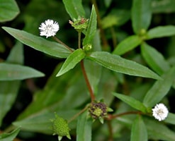 Bhringraj / False daisy / Eclipta Alba)