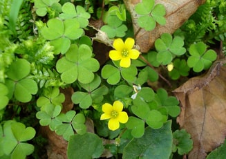 Changeri (Oxalis corniculata) - Changeri Uses, Benefits and Properties