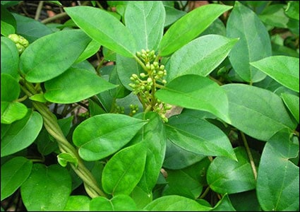 Gurmar Plant images(Gymnema Sylvestre)