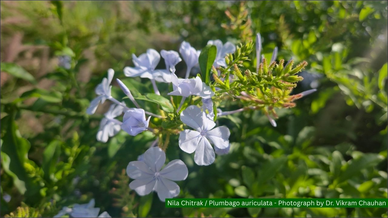 Plumbago auriculata / Nila Chitrak
