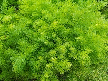 Shatavari / Asparagus racemosus