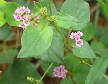Marshmallow Root In Hindi