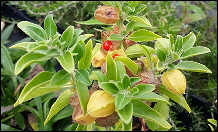 Ashwagandha