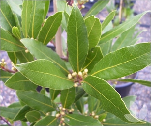 Bay leaves (Laurus nobilis)