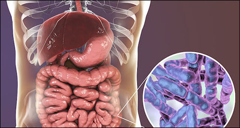 Diet Quality and Gut Microbiome