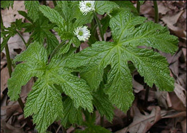 Hydrastis Canadensis