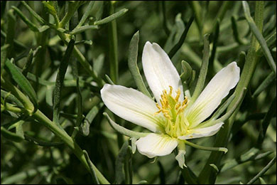 Peganum Harmala