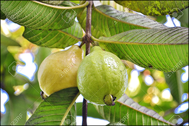 Psidium Guajava