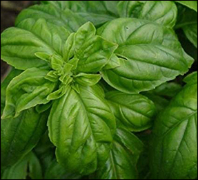 Basil