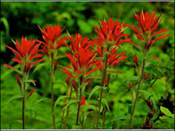 Bee Balm