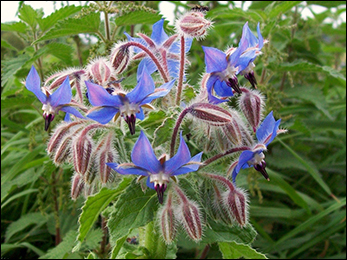 Borage Herb