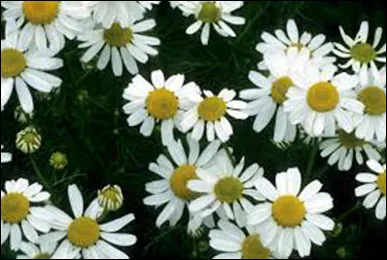 What are the Skin Benefits of Chamomile?