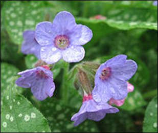 Lungwort