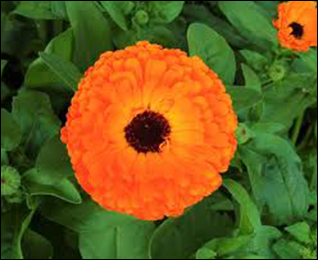 Marigold