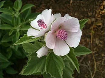 Marshmallow / Althaea Officinalis