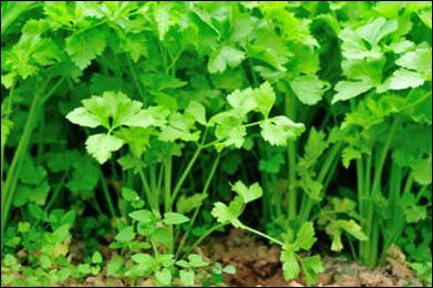 Wild Celery