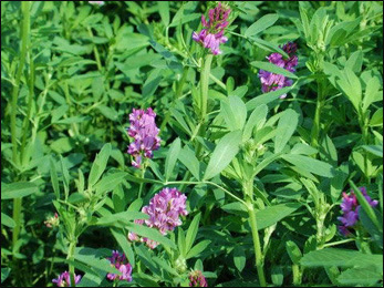 Alfalfa, Medicago sativa