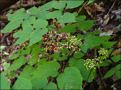 American Spikenard, Aralia racemosa