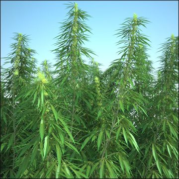 Bhang (Cannabis Sativa) Bhang (Cannabis Sativa)