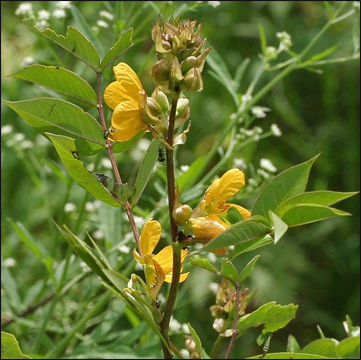 Coffee Senna (Cassia occidentalis)