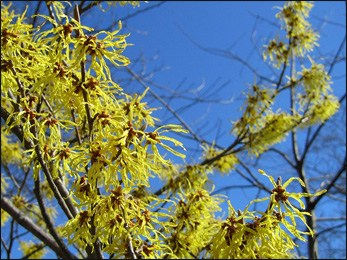 Witch-hazel, Hamamelis Virginiana