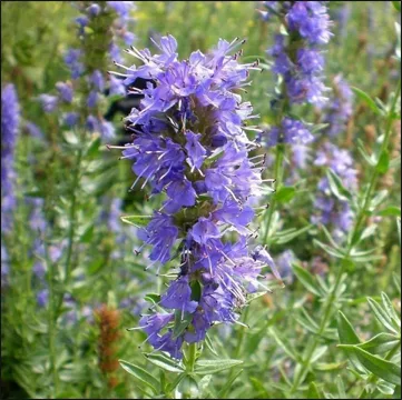 Hyssop / Hyssopus officinalis
