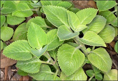 Indian Borage, Plectranthus amboinicus