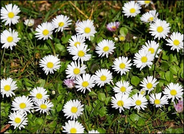 Common Daisy / Bellis Perennis