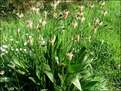 Ribwort Plantain, Plantago lanceolata