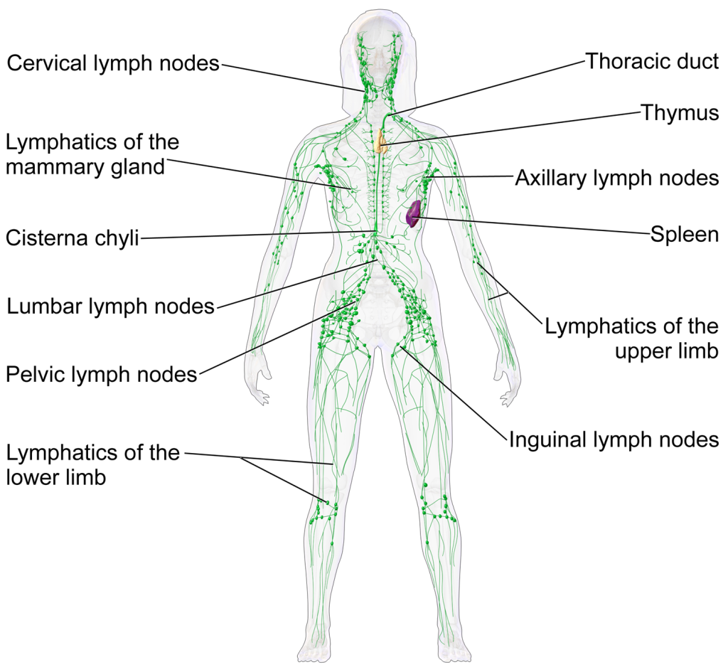 Nodes lymph in remedies natural for groin swollen 7 Easy