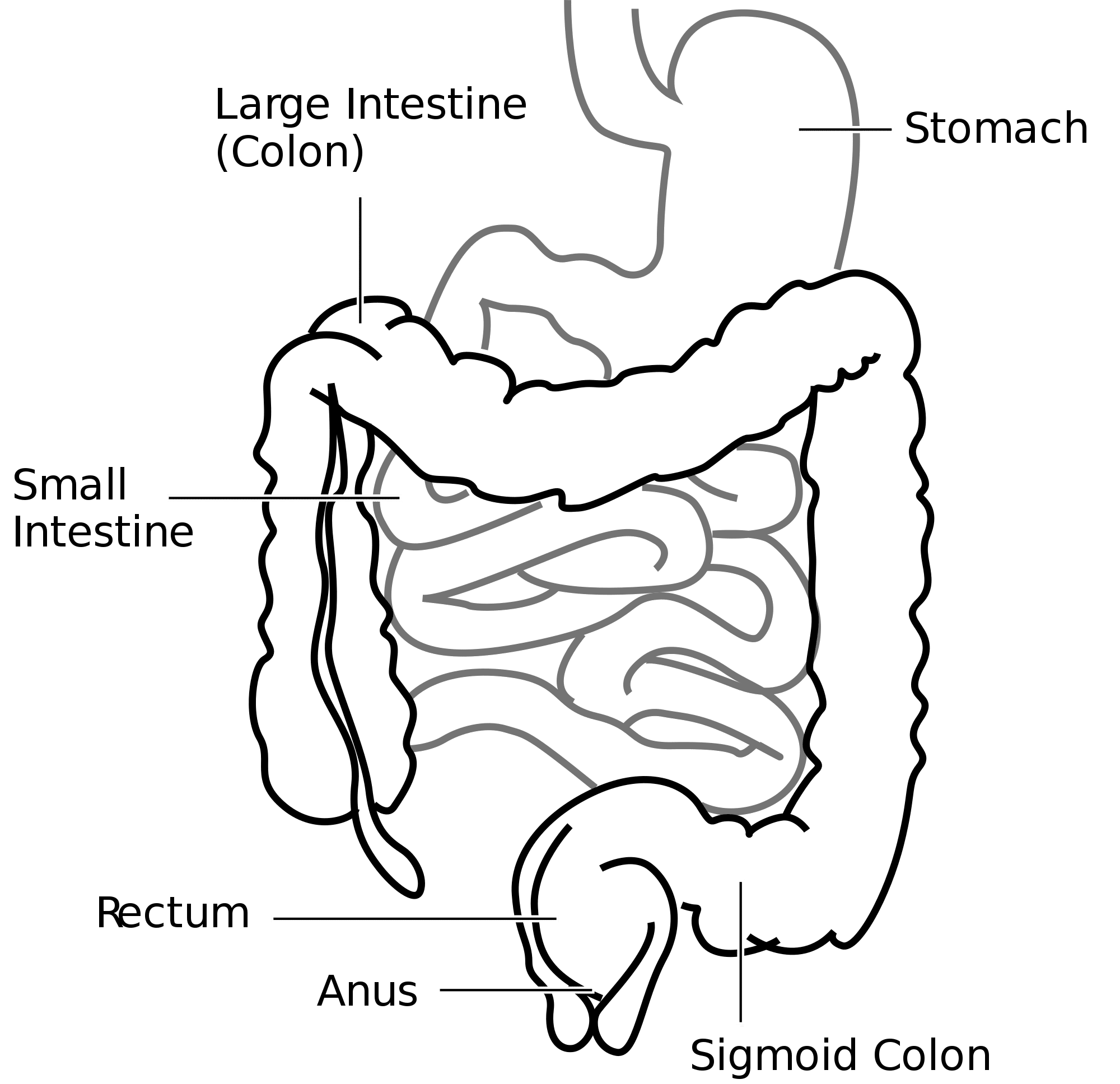 Diagnosis of Ulcerative Colitis