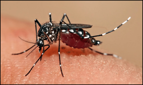 Dengue Dengue