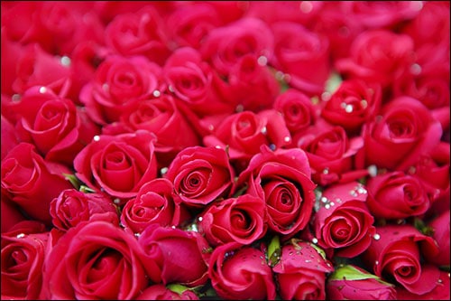 Rose and Ayurveda
