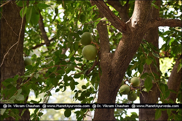 Bael (Aegle marmelos) Bilva, Bael, Aegle marmelos