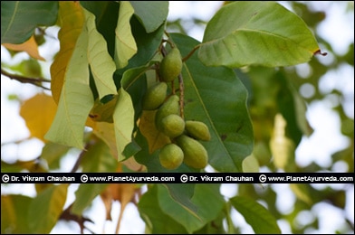 Haritaki, Harad, Terminalia chebula