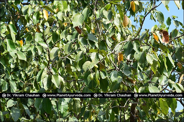 Haritaki (Terminalia chebula) Haritaki, Harad, Terminalia chebula