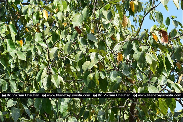 Haritaki, Harad, Terminalia chebula