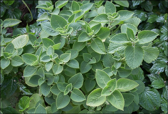 Plectranthus amboinicus Plectranthus amboinicus, Indian borage, Plectranthus, Benefits of Plectranthus amboinicus, Plectranthus amboinicus Uses, Plectranthus amboinicus Phytochemical Constitution, Ayurvedic Herbs, Lamiaceae, Medicinal Properties of Plectranthus amboinicus
