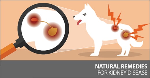 Kidney Disease In Dogs Kidney disease in dogs, Ayurvedic point view on Kidney disease in dogs