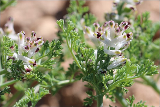 Parpata (Fumaria parviflora) Parpata, Fumaria parviflora, Medicinal properties, Formulations, Dose, Ayurvedic, Herb, Morphology, Histology, Cultivation, Chemical Composition, Parts Used, Medicines, Home Remedies