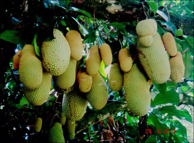 Atibrihatpahala / Jack tree (Artocarpus Integra) Atibrihatpahala, Jack tree, Artocarpus Integra