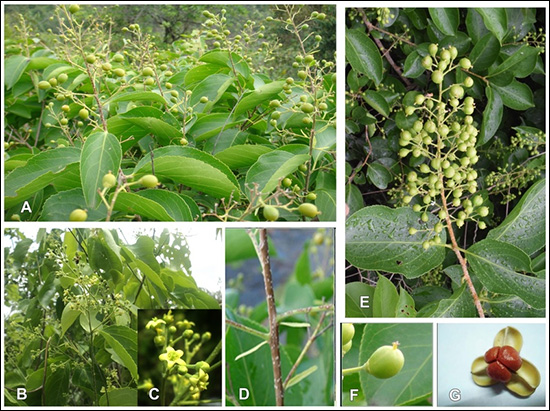 Jyotishmati / Staff tree (Celastrus Paniculatus) Jyotishmati, Staff tree, Celastrus Paniculatus