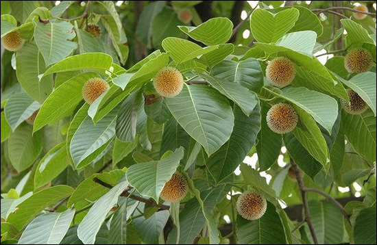 Kadamb / Burflower-tree (Anthocephalus Indicus) Kadamb, Burflower-tree, Anthocephalus Indicus