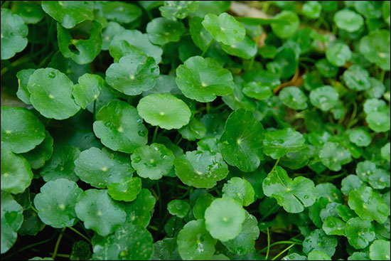 Gotu Kola / Mandukparni / Marshpenny / Centella Asiatica Gotu Kola, Mandukparni, Marshpenny, Centella Asiatica