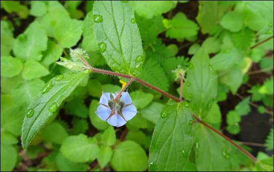 Adhapushpi (Trichodesma Indicum) Adhapushpi, Trichodesma Indicum