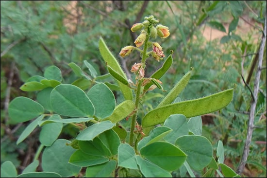 Chakshushaya / Jasmeejaz (Cassia Absus) Chakshushaya, Jasmeejaz, Cassia absus