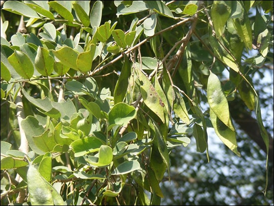 Goraksh (Dalbergia Lanceolaria) Goraksh, Dalbergia lanceolaria