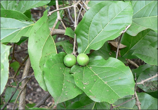 Katak, Clearing Nut (Strychnos Potatorum) Katak, Clearing nut, Strychnos potatorum