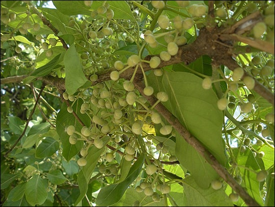 Medasaka / Common tallow laurifolia (Litsea glutinosa) Medasaka, Common tallow laurifolia, Litsea glutinosa